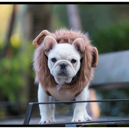 Lion Pet Hoodie - Image 4