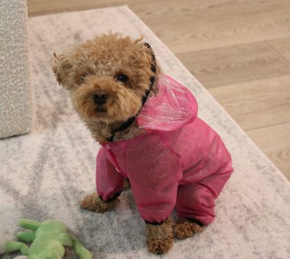 Cute Cloud Dog Raincoat