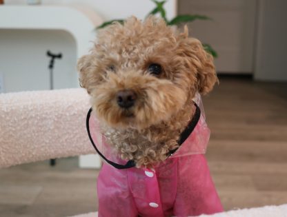 Cute Cloud Dog Raincoat - Image 3
