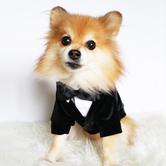 Pet Suit Dress