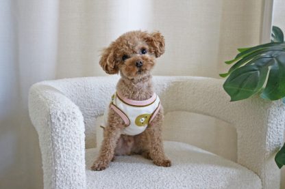 Cute Bear Pet Vest