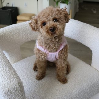 Pet pink cute sling