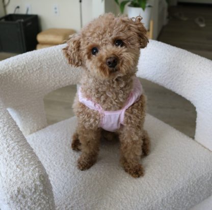 Pet pink cute sling