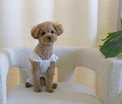 Cute pet clothes - Image 6