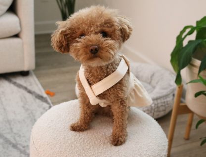 Dog cute onesie - Image 3