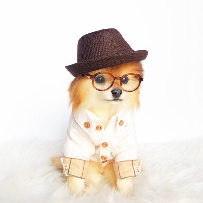 Fashion Dog Shirts - Image 3