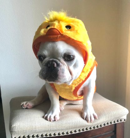 Pet Yellow Duck Hoodie - Image 5
