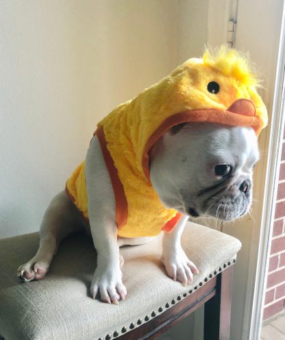 Pet Yellow Duck Hoodie - Image 4