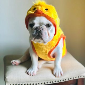 Pet Yellow Duck Hoodie
