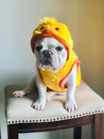 Pet Yellow Duck Hoodie
