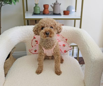 Cute Strawberry Pet Skirt - Image 5