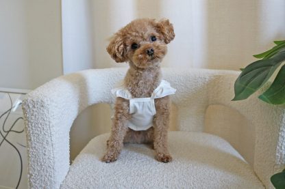 Pet princess style little white dress
