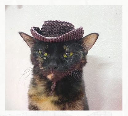 Cat with cowboy hat