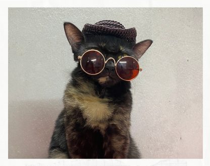 Cat with cowboy hat - Image 4
