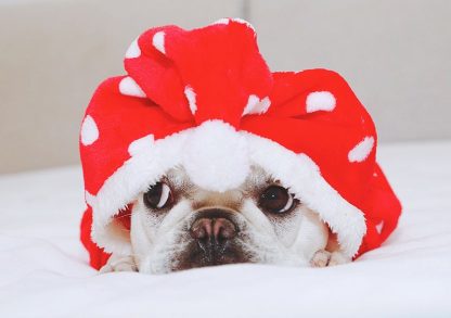 Dog Cat Christmas Polka Dot Hoodie - Image 2