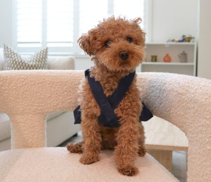 Denim shoulder jacket for small dogs - Image 2