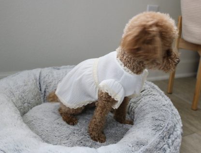 Pet Lace Ruffle Short Sleeve Dress - Image 5
