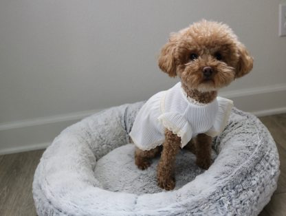 Pet Lace Ruffle Short Sleeve Dress