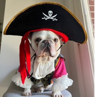 Pirate Dog Cat Pet Halloween Costume
