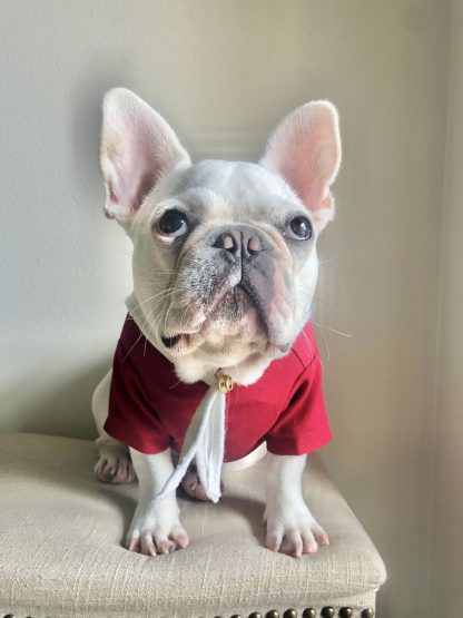 Pet Holiday Christmas Costumes - Image 5