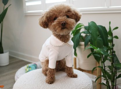 Pet Crew Neck Cotton T-Shirt