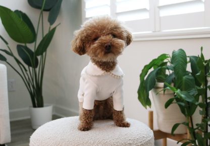 Pet Crew Neck Cotton T-Shirt - Image 2