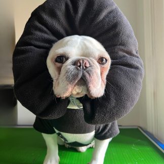 Ace of Spades Puppy Pet Costume