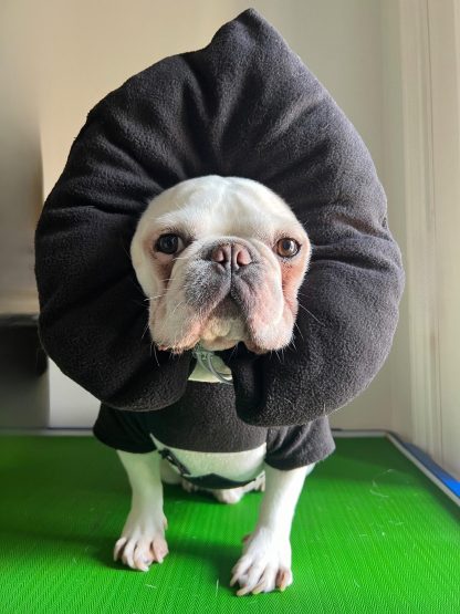 Ace of Spades Puppy Pet Costume