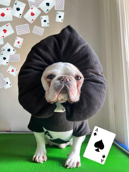 Ace of Spades Puppy Pet Costume - Image 3