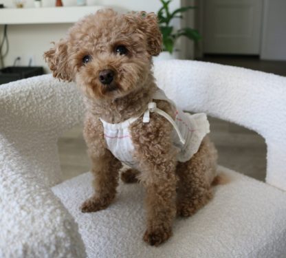 Cute Dog Suspender Skirt