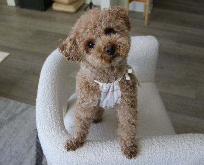 Cute Dog Suspender Skirt - Image 4