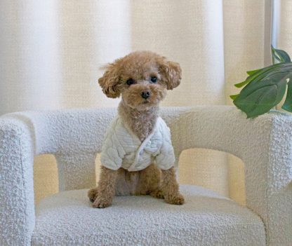 Quilted cotton jacket for small dogs