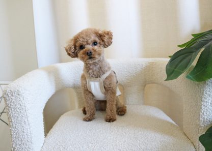 Cute pet vest - Image 5