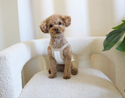Cute pet vest