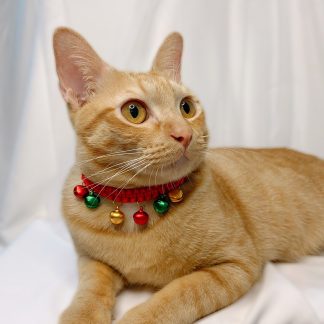 Colorful bell cat collar