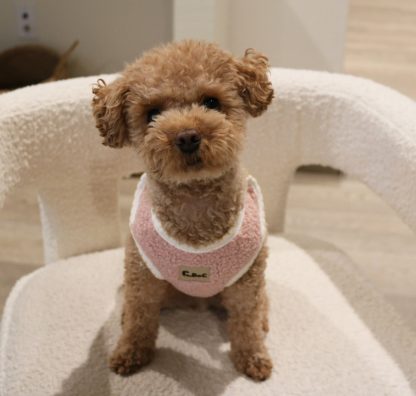 Cute Daisy Pet Clothes - Image 6