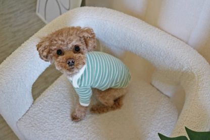 Dog striped sweater - Image 5