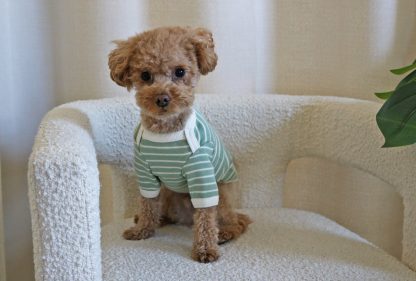 Dog striped sweater