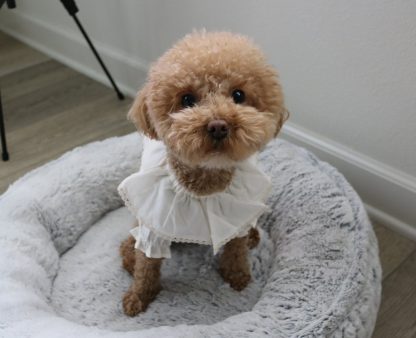 Ruffled cotton shirt - Image 5