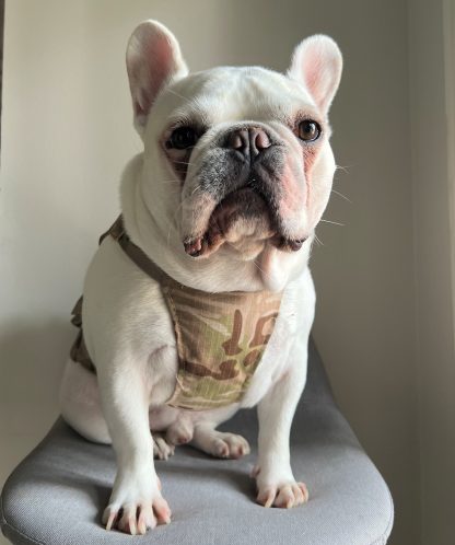 Camouflage pet vest - Image 5