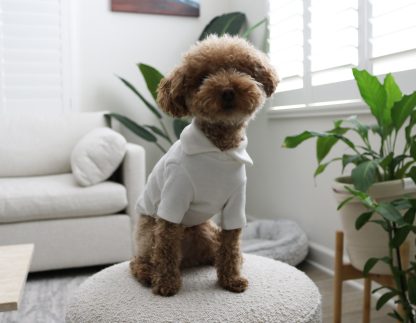 Soft Collar T-Shirt for Small and Medium Dogs - Image 7