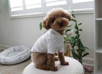 Soft Collar T-Shirt for Small and Medium Dogs - Image 2