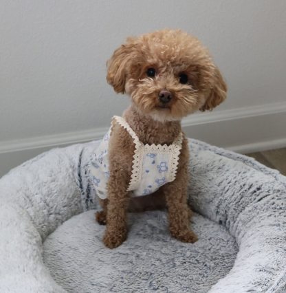 Cute dog suspender skirt
