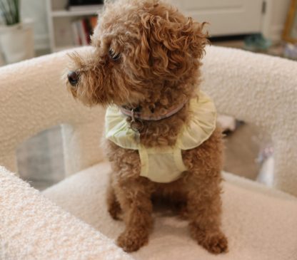 Cute little lady lace skirt - Image 5