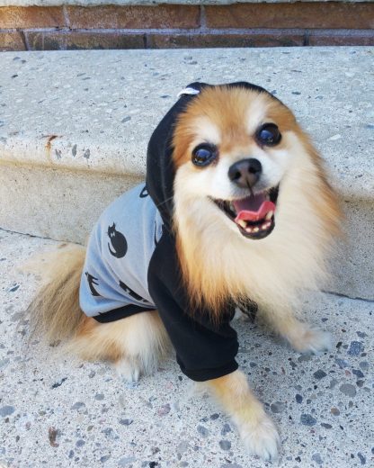 Cat Print Pet Hoodie
