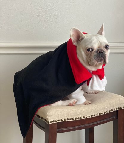 Halloween Vampire Pet Costume - Image 4