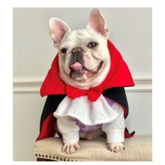 Halloween Vampire Pet Costume