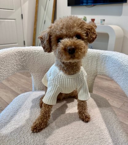 Cute Dog Sweater - Image 6