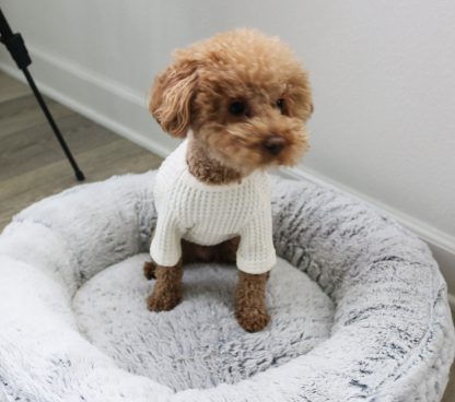 Cute Dog Sweater