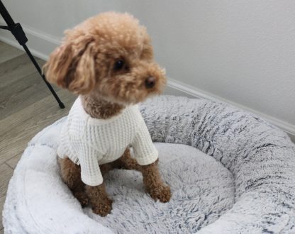 Cute Dog Sweater - Image 4